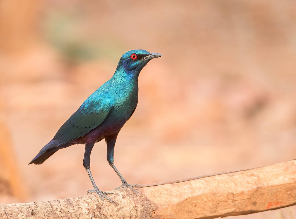 Bronze-tailed Starling - ML459885151