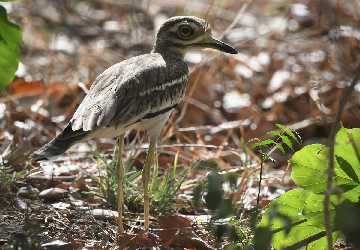 Indian Thick-knee - ML459886181