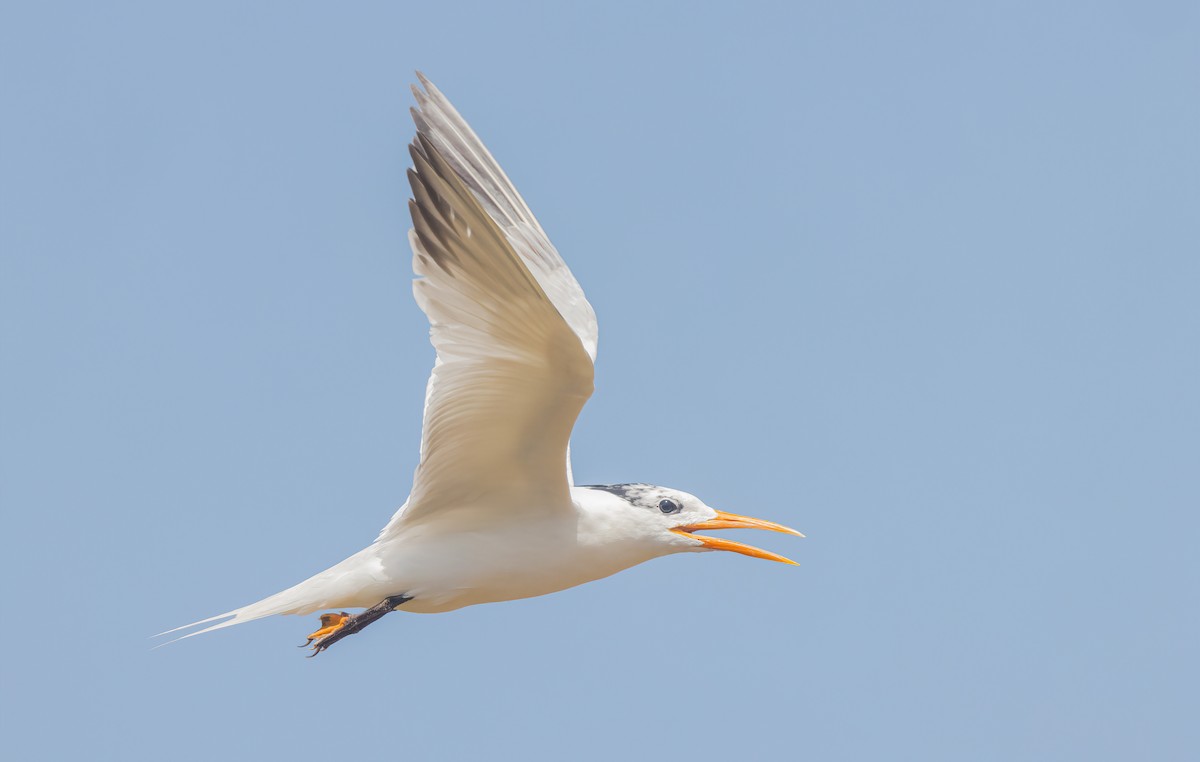 West African Crested Tern - ML459887501