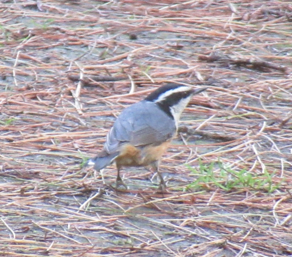 Red-breasted Nuthatch - ML459891181