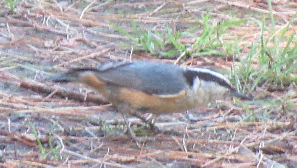Red-breasted Nuthatch - ML459891301