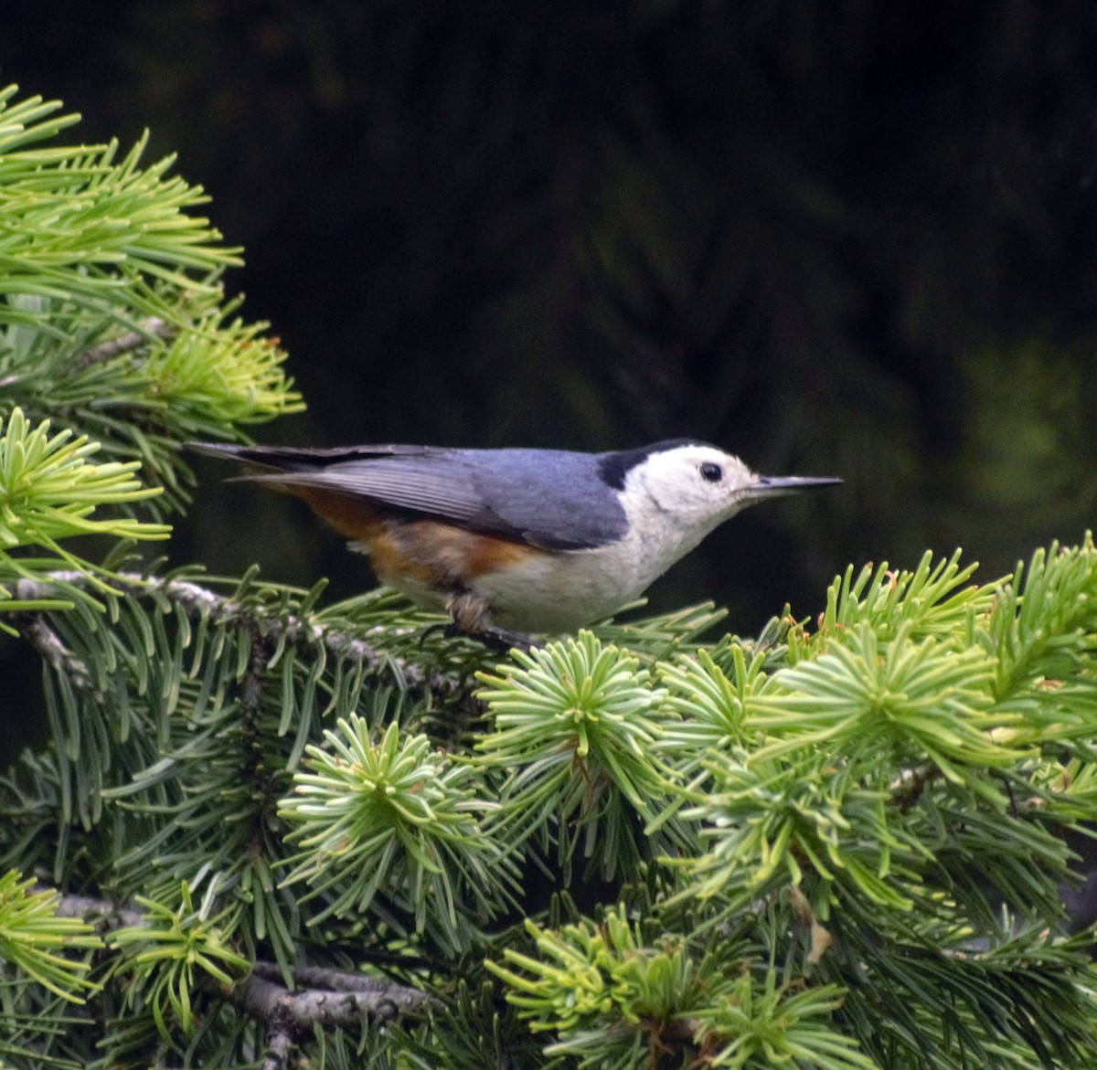 White-cheeked Nuthatch - ML459893491