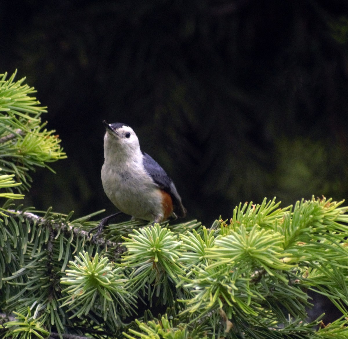 White-cheeked Nuthatch - ML459893501