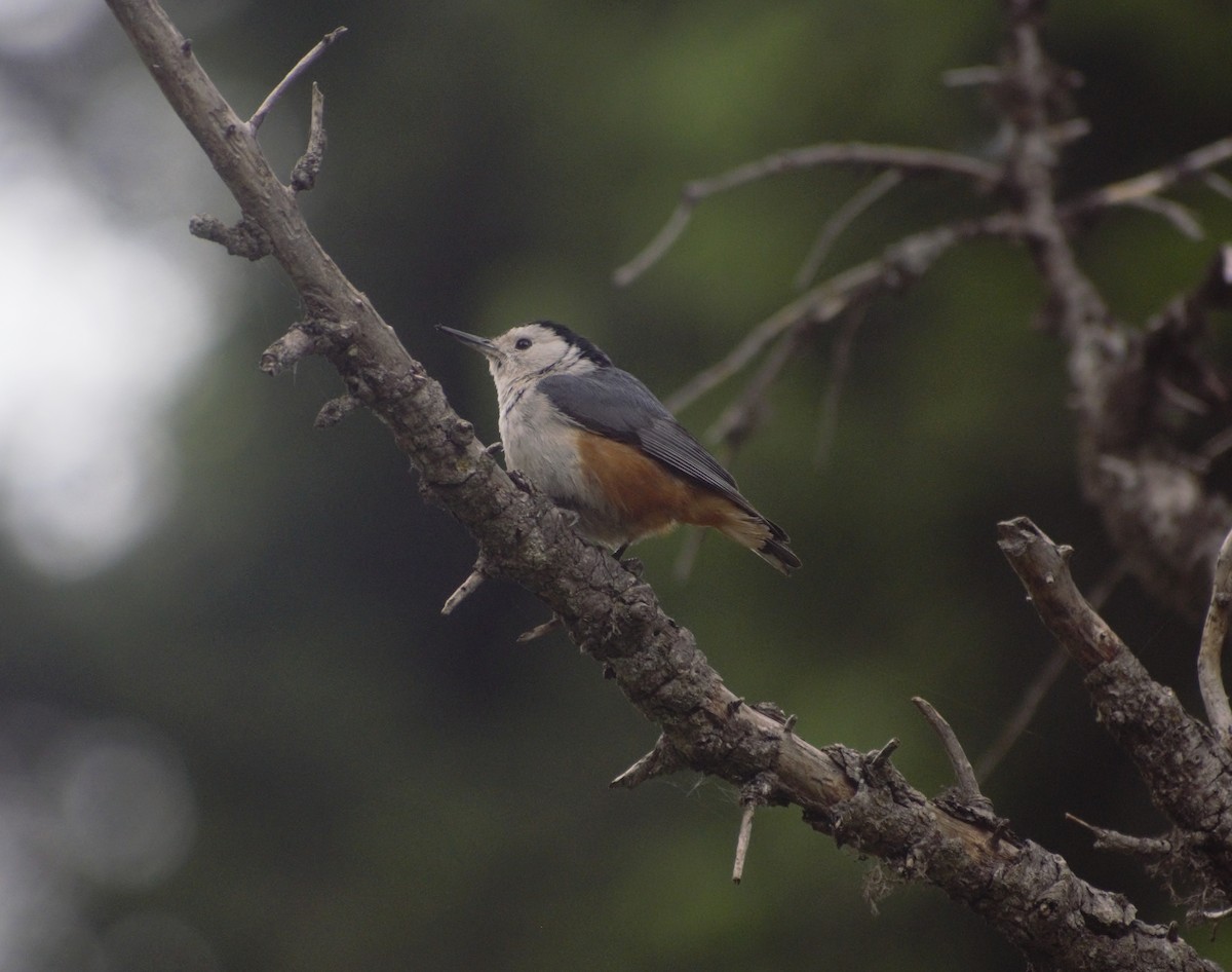 White-cheeked Nuthatch - Mohammad Arif khan