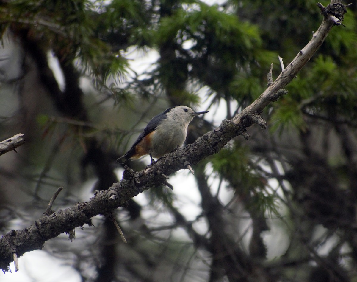 White-cheeked Nuthatch - ML459893521