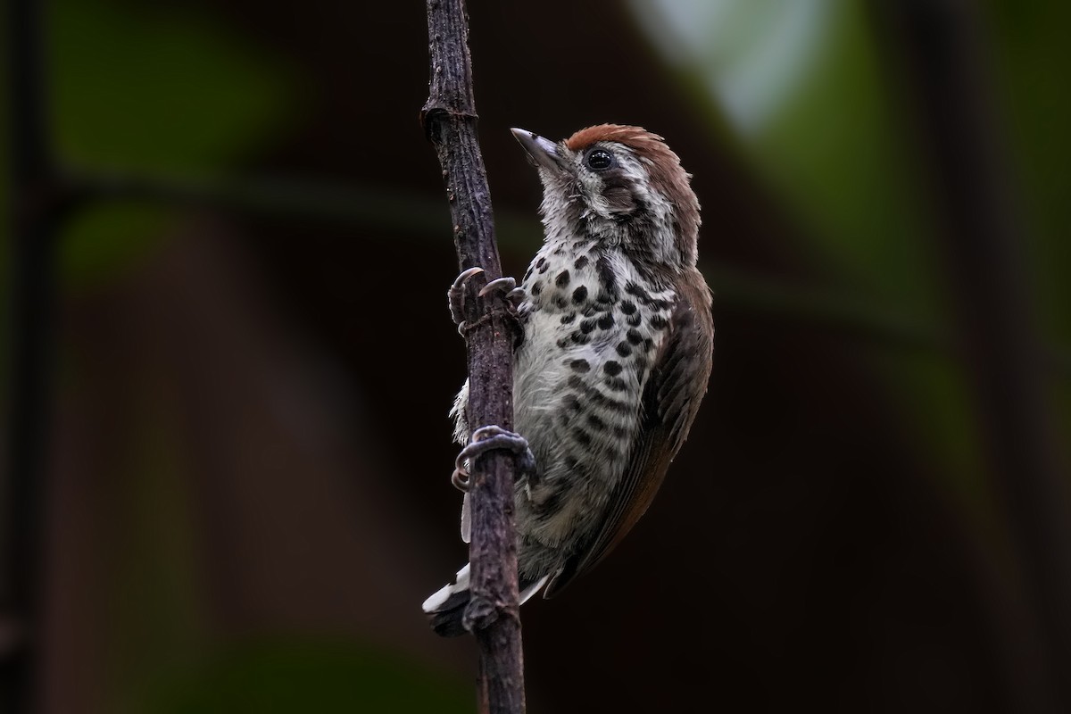 Speckled Piculet - ML459897771