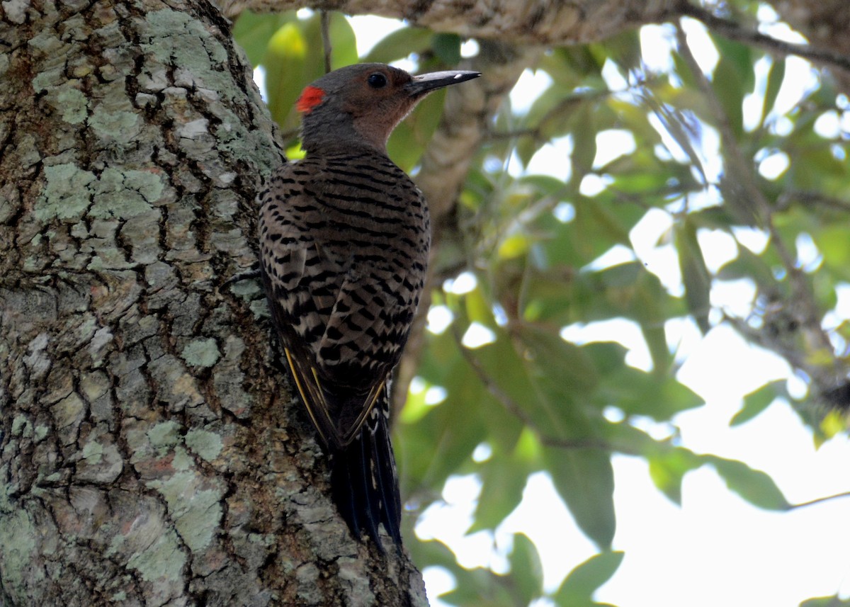 Northern Flicker (Yellow-shafted) - ML459906021