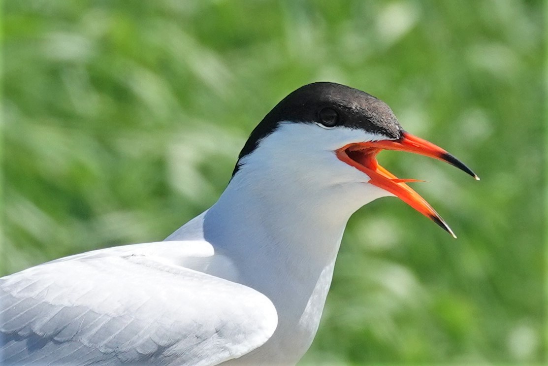Common Tern - Stacey Keefer