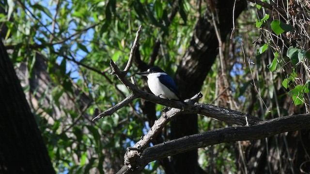Forest Kingfisher - ML459910021