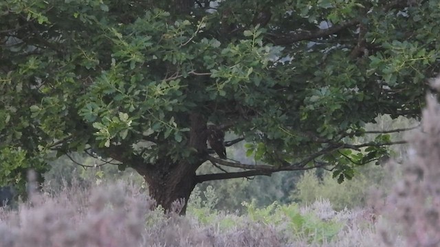 Kulaklı Orman Baykuşu - ML459911591