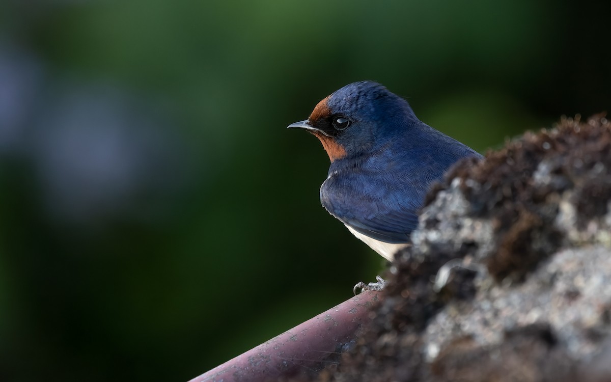 Barn Swallow (White-bellied) - ML459914121