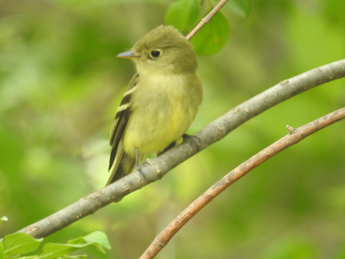 Yellow-bellied Flycatcher - Ron Martin