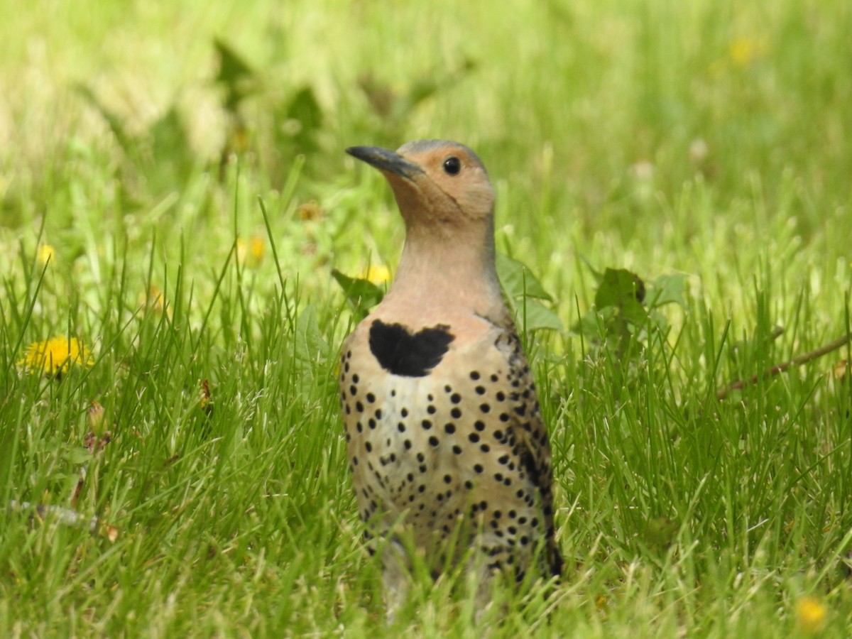 Northern Flicker (Yellow-shafted) - Ron Martin
