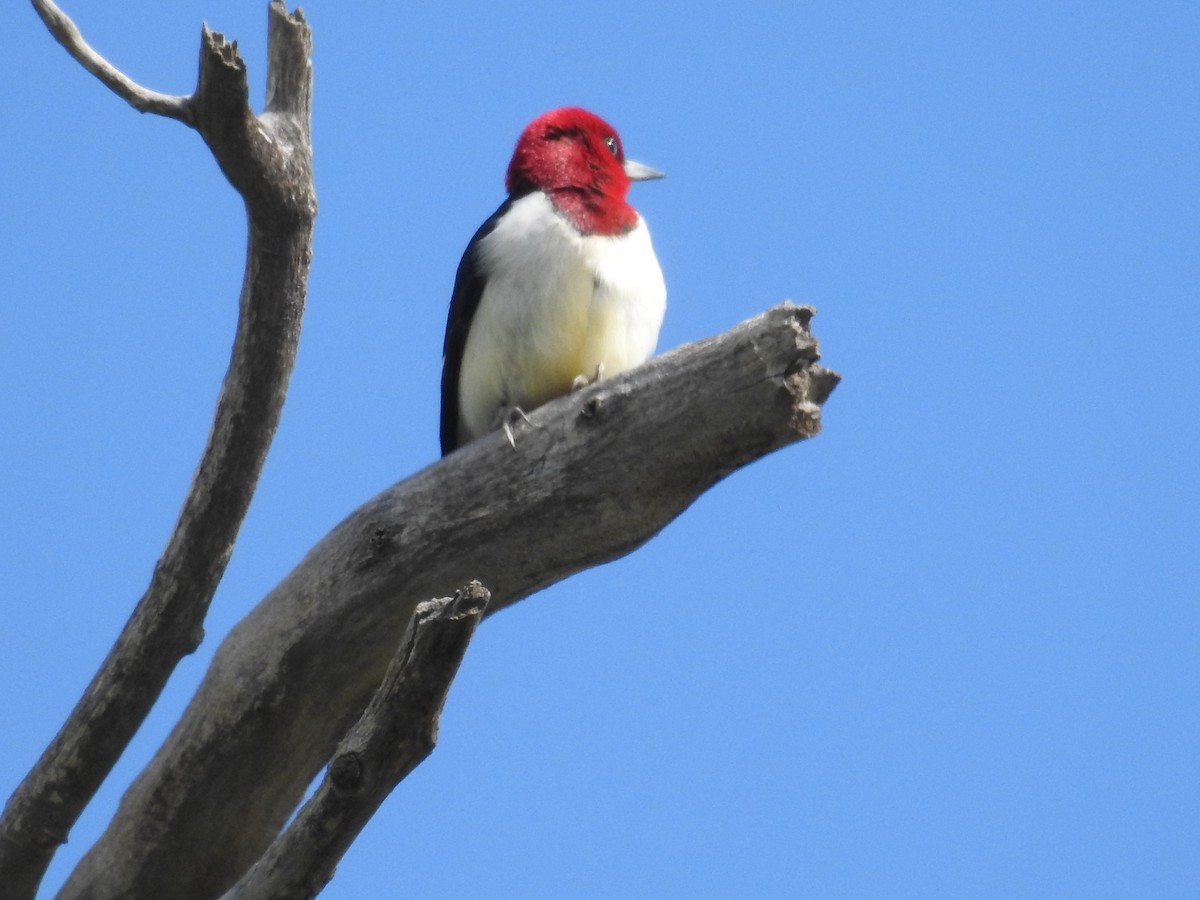 Red-headed Woodpecker - Ron Martin