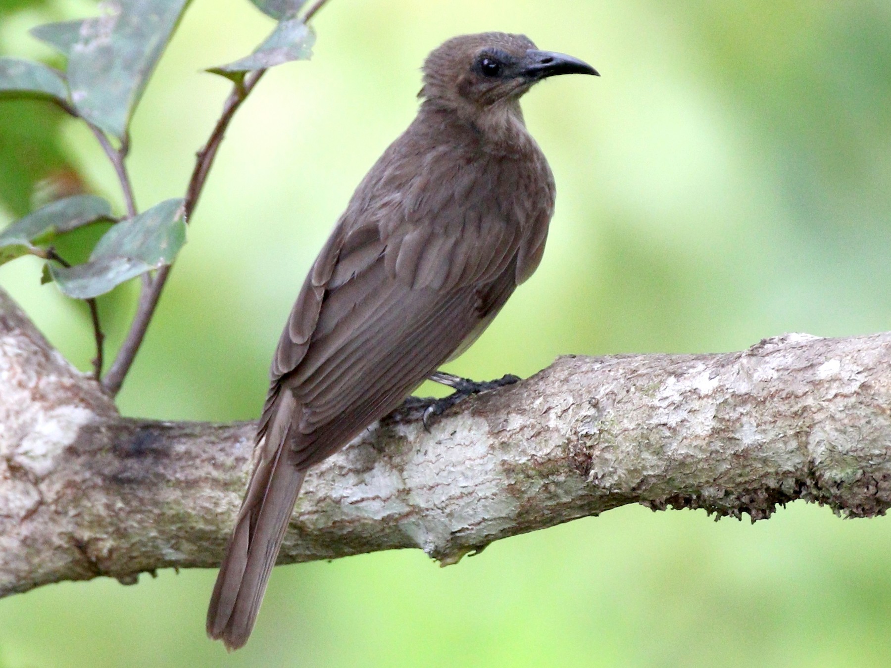 Meyer's Friarbird - Andy Taylor