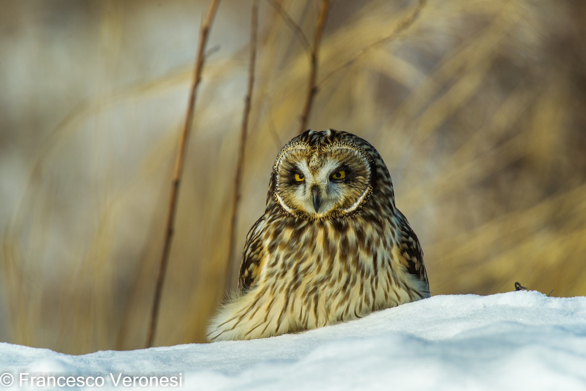 Short-eared Owl - ML459933301