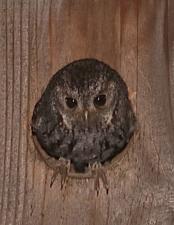 Flammulated Owl - maxine reid