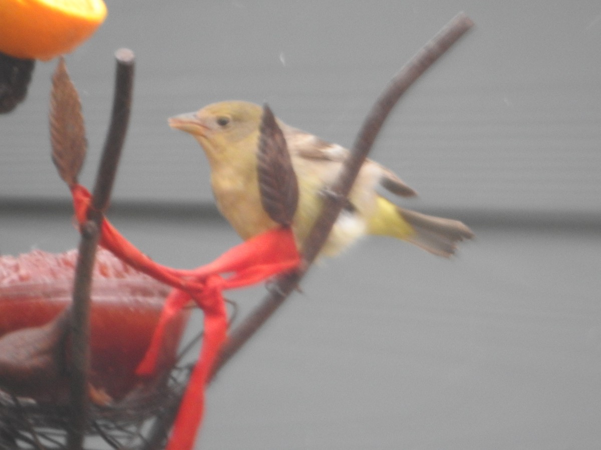 Western Tanager - ML459934831