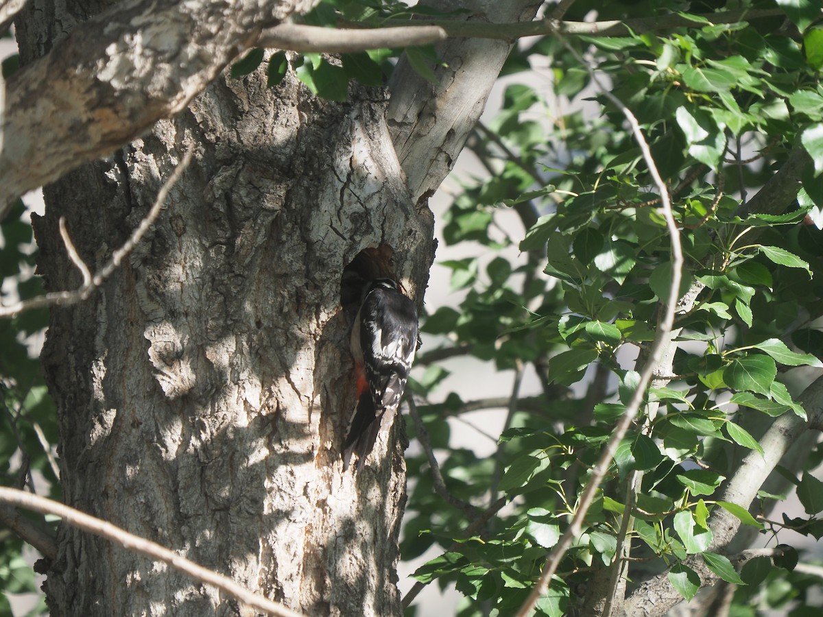 Great Spotted Woodpecker - ML459935511