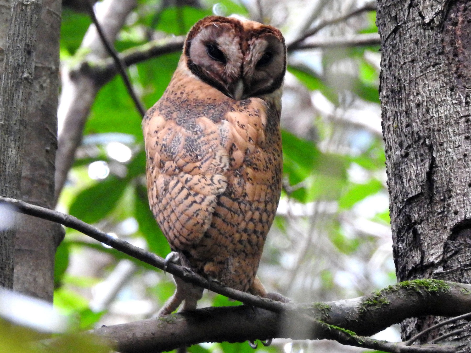 Minahasa Masked-Owl - Chris  Lotz - Birding Ecotours