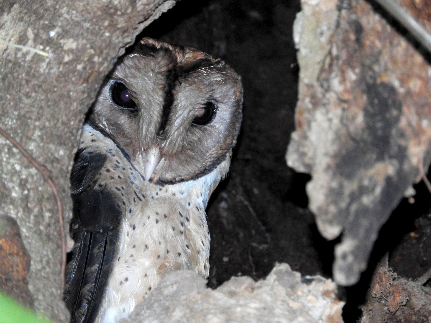 Minahasa Masked-Owl - Pam Rasmussen