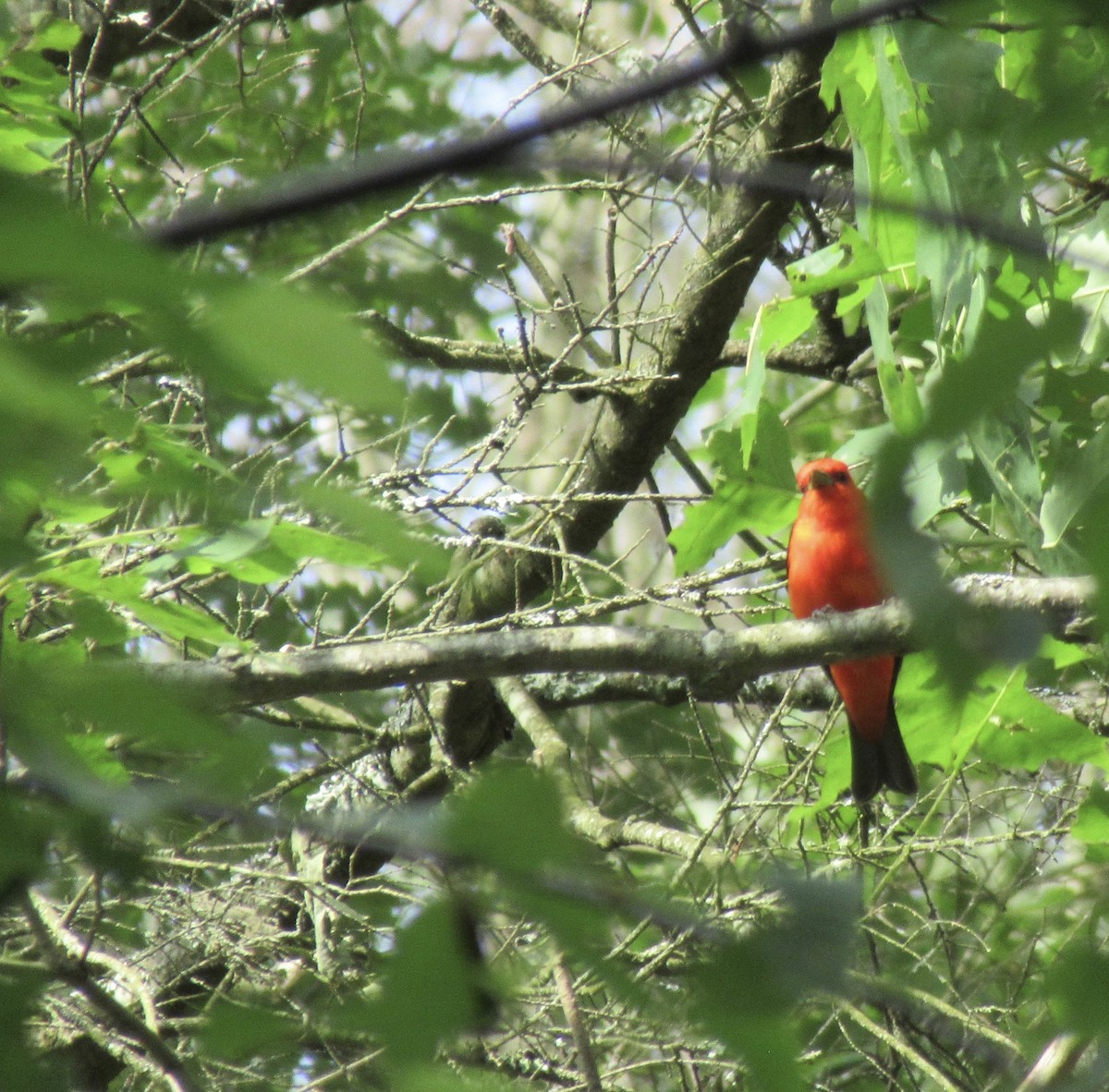 Scarlet Tanager - ML459935941