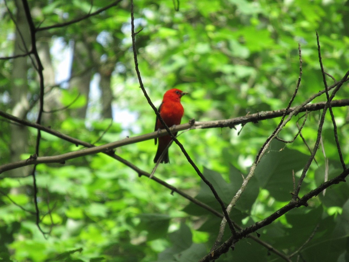 Scarlet Tanager - ML459935951
