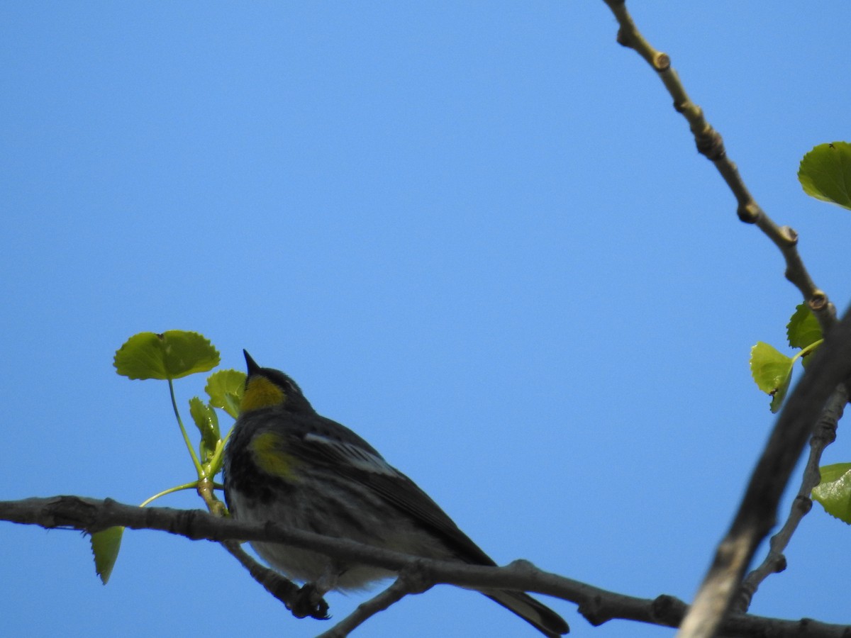 Yellow-rumped Warbler (Audubon's) - Ron Martin