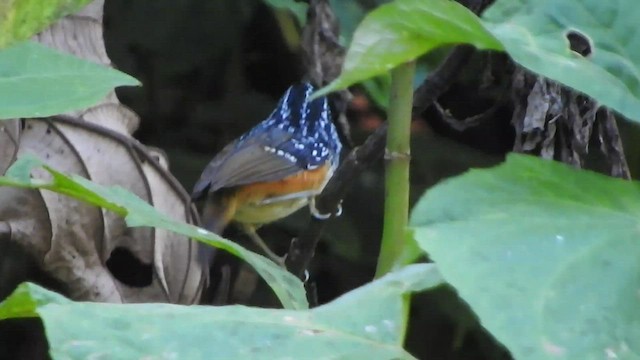 Peruvian Warbling-Antbird - ML459940871