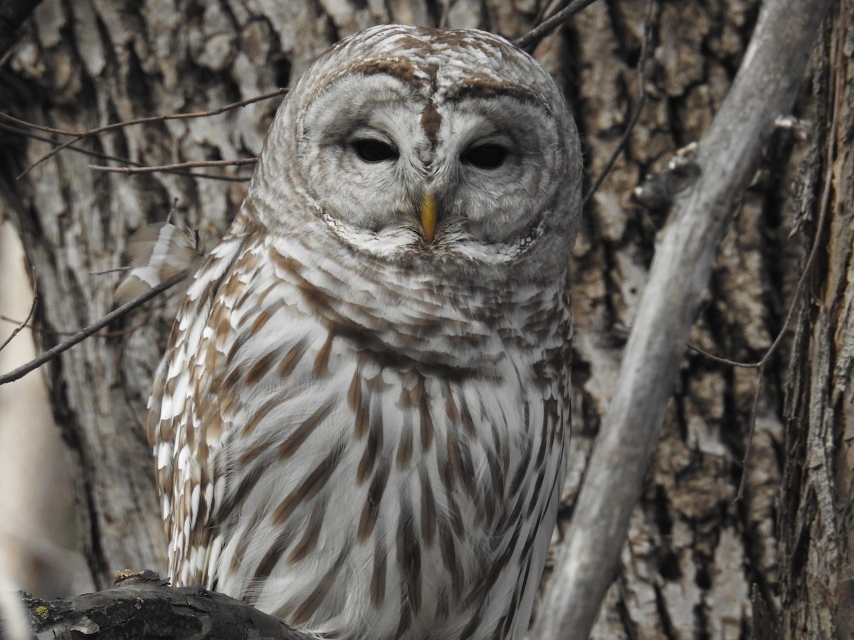 Barred Owl - ML459942591