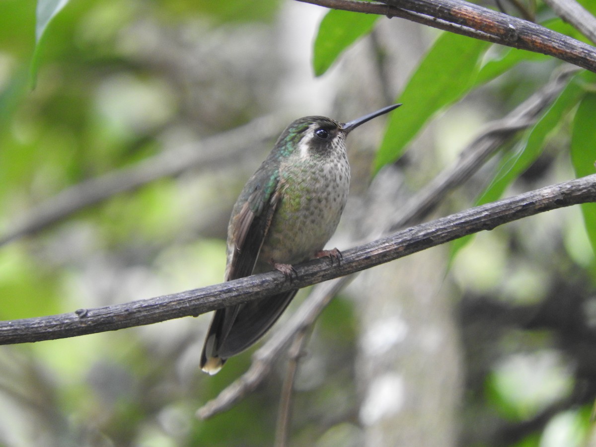 Speckled Hummingbird - ML459944131