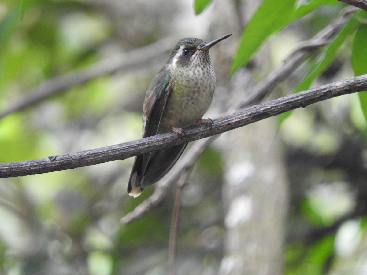 Speckled Hummingbird - ML459944141
