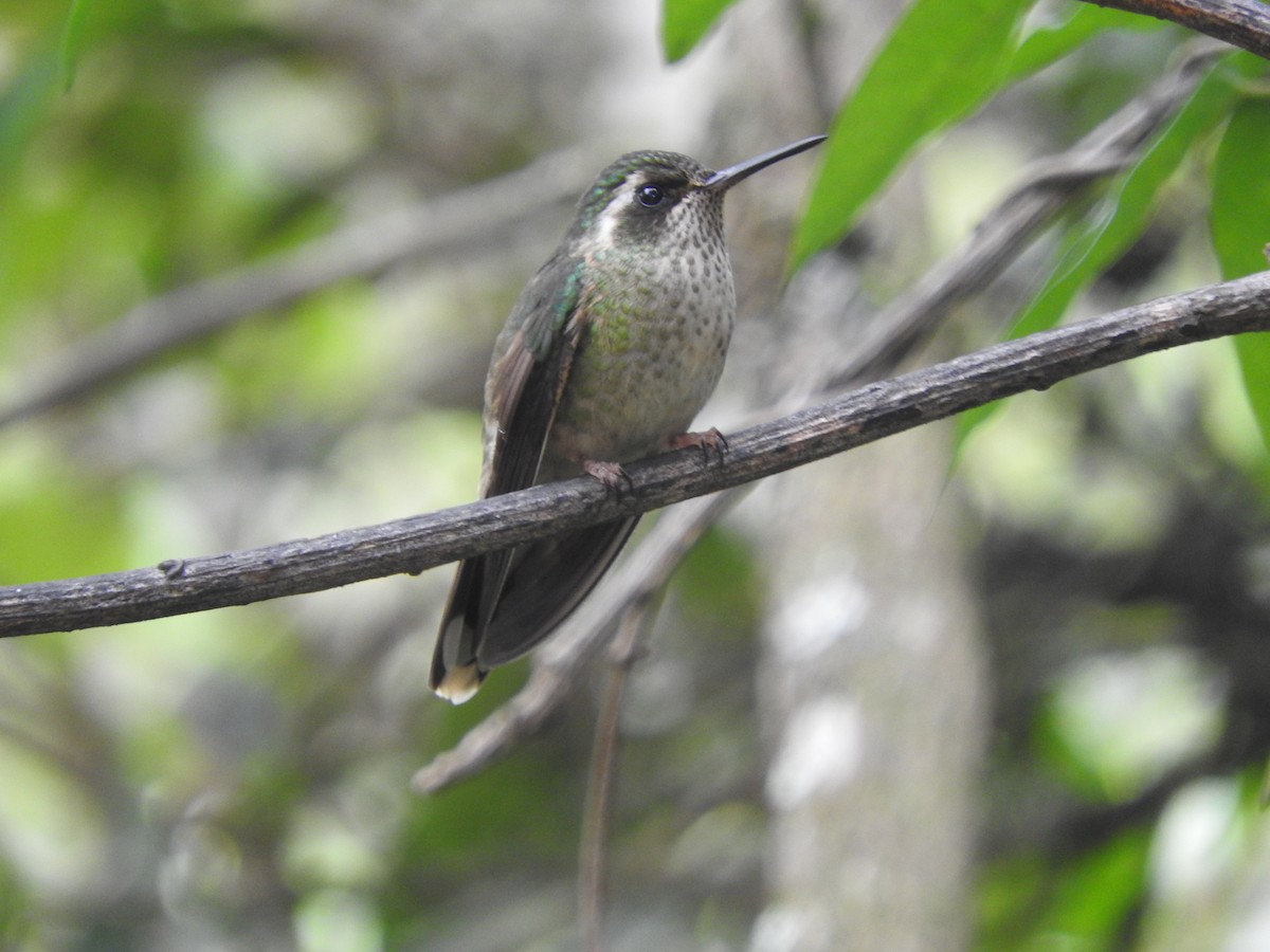 Speckled Hummingbird - ML459944161