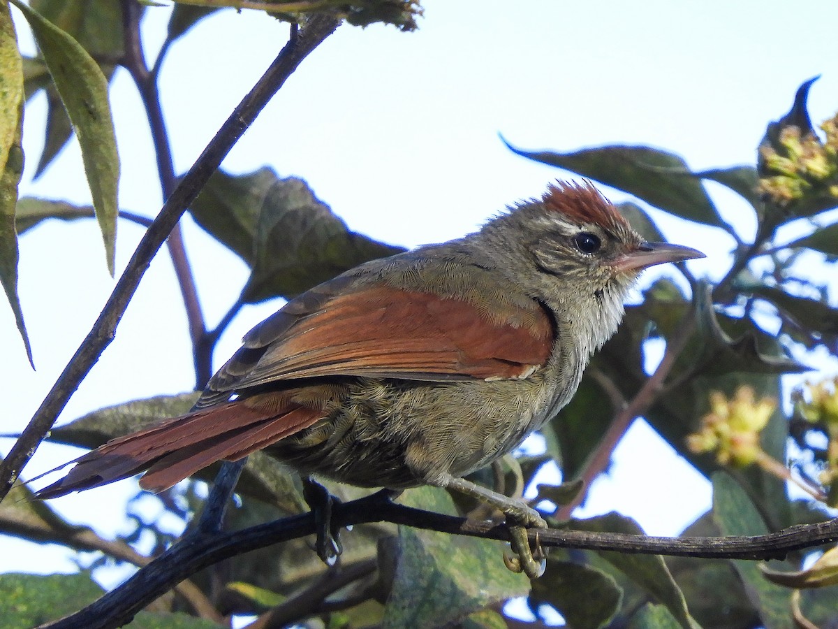 Line-cheeked Spinetail - ML459950131