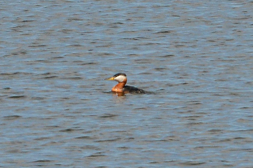 Red-necked Grebe - ML459950881