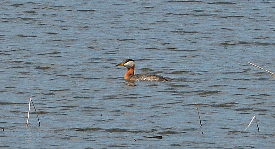 Red-necked Grebe - ML459950891