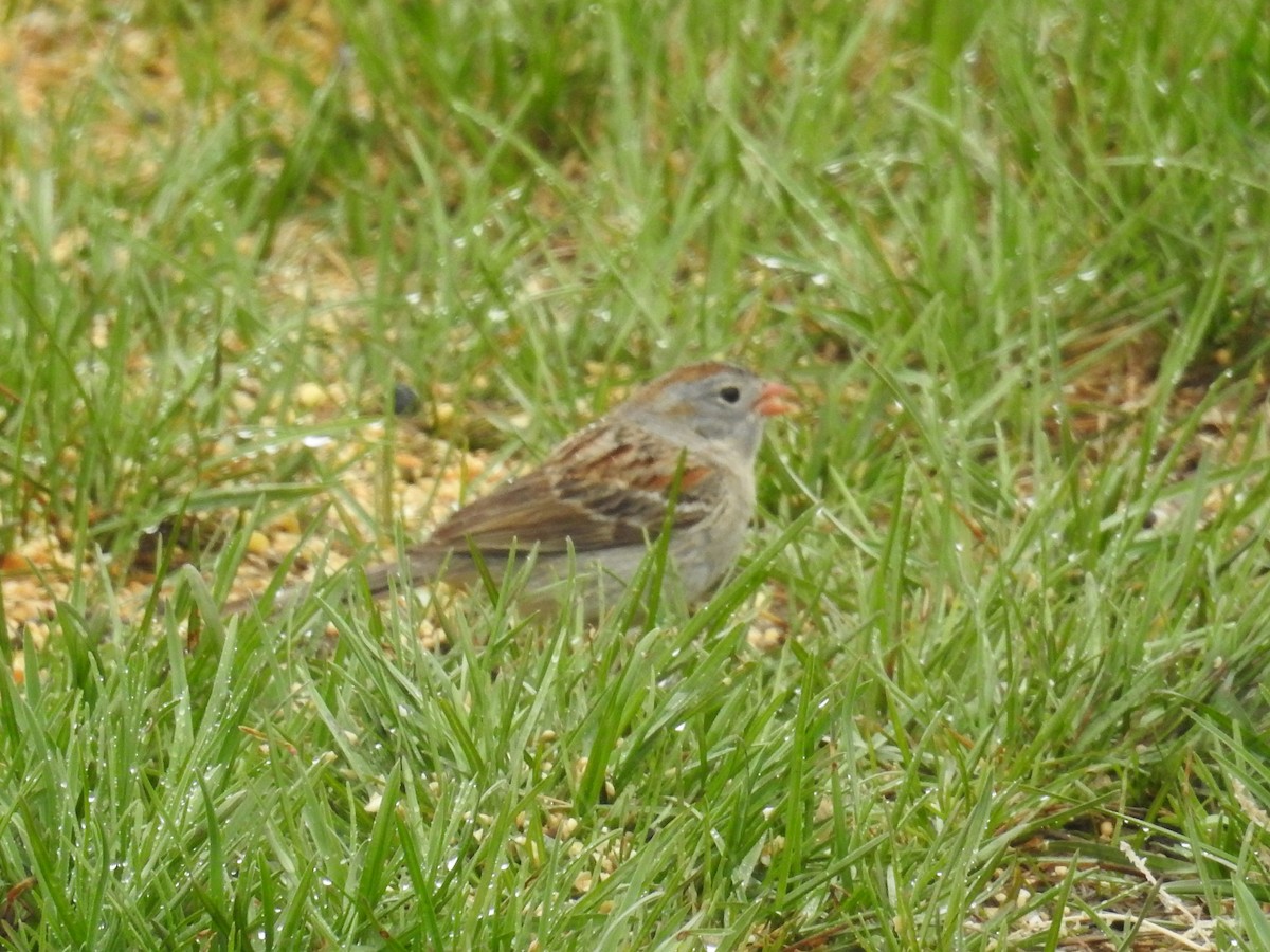 Field Sparrow - Ron Martin