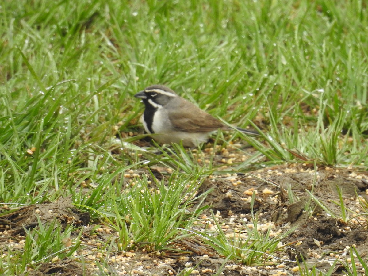 Black-throated Sparrow - Ron Martin