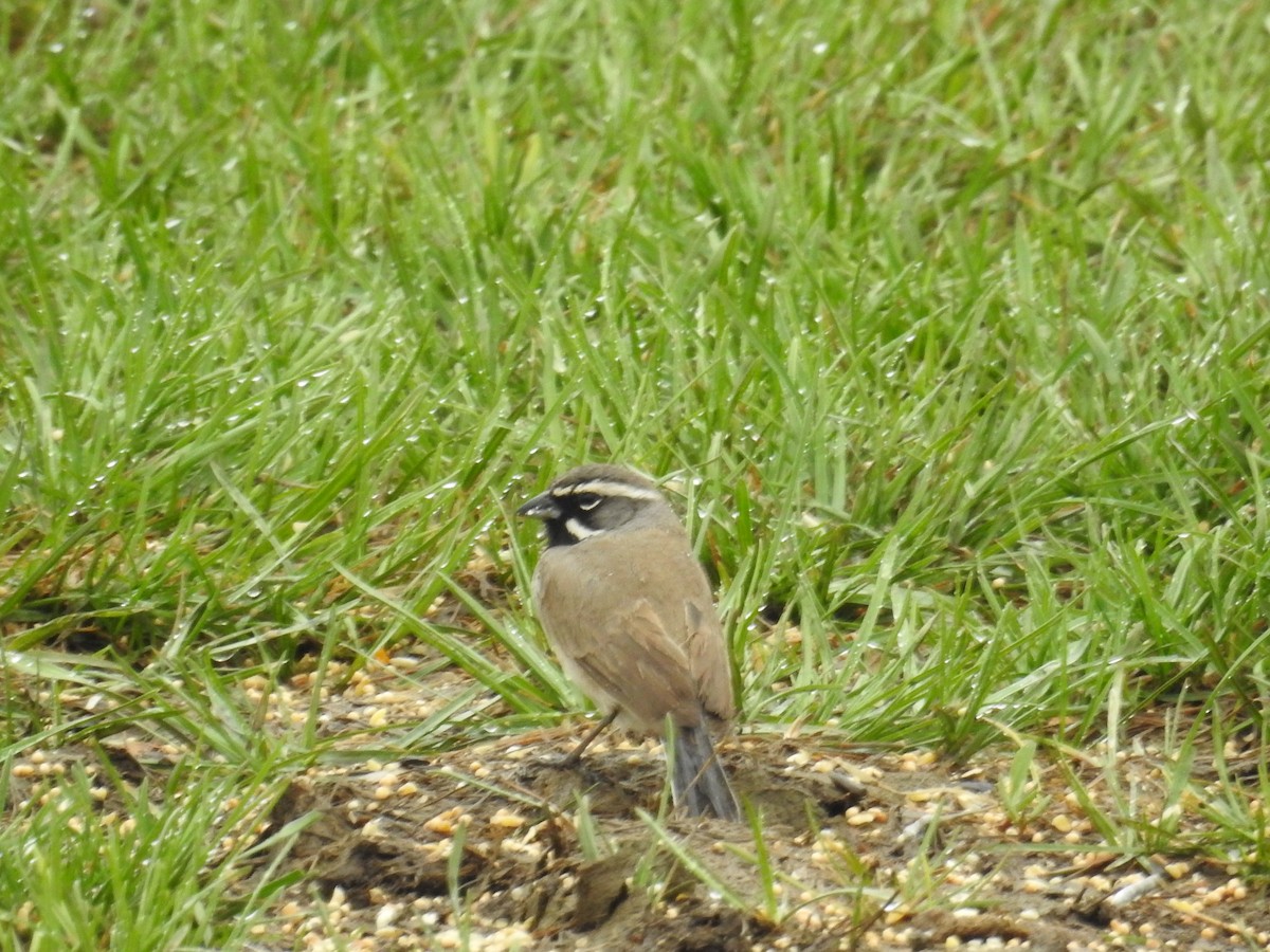 Black-throated Sparrow - ML459953171
