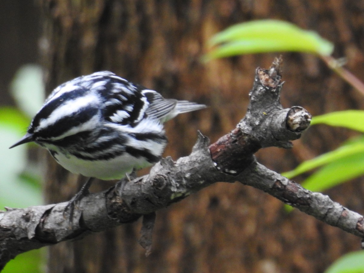 Black-and-white Warbler - ML459955161