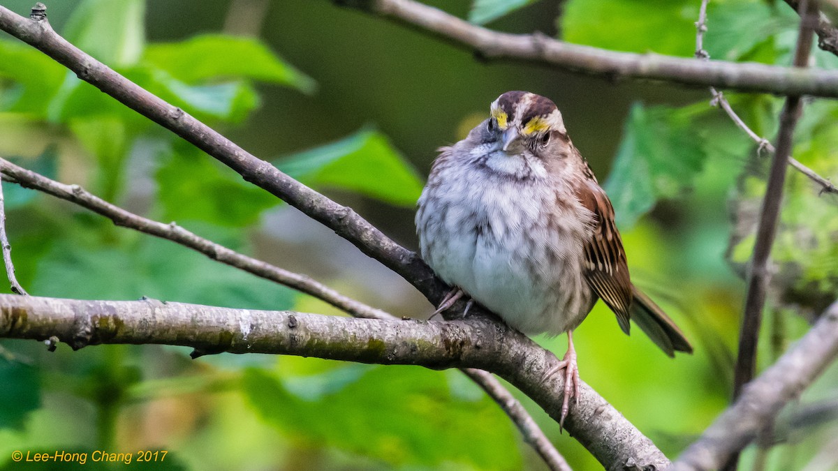 White-throated Sparrow - Lee-Hong Chang