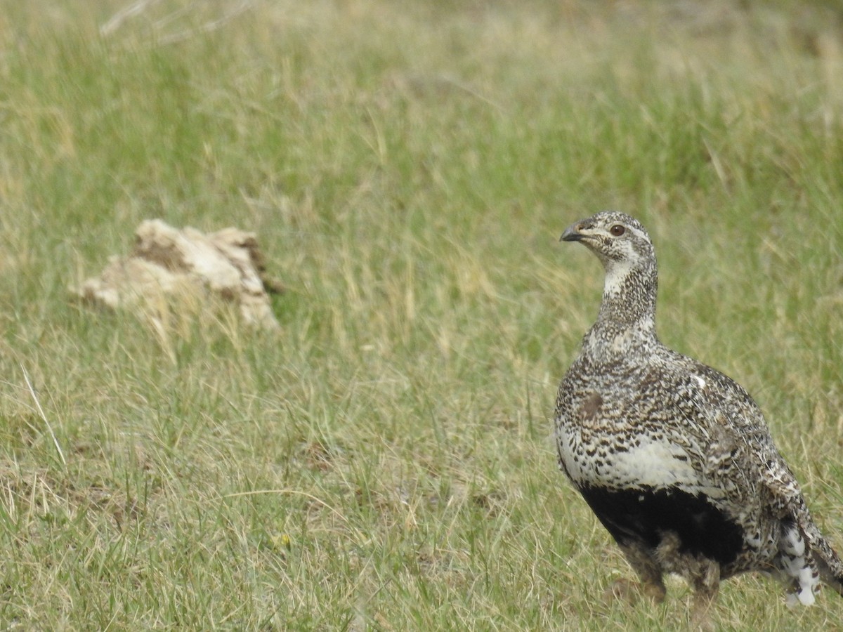 Greater Sage-Grouse - ML459957841