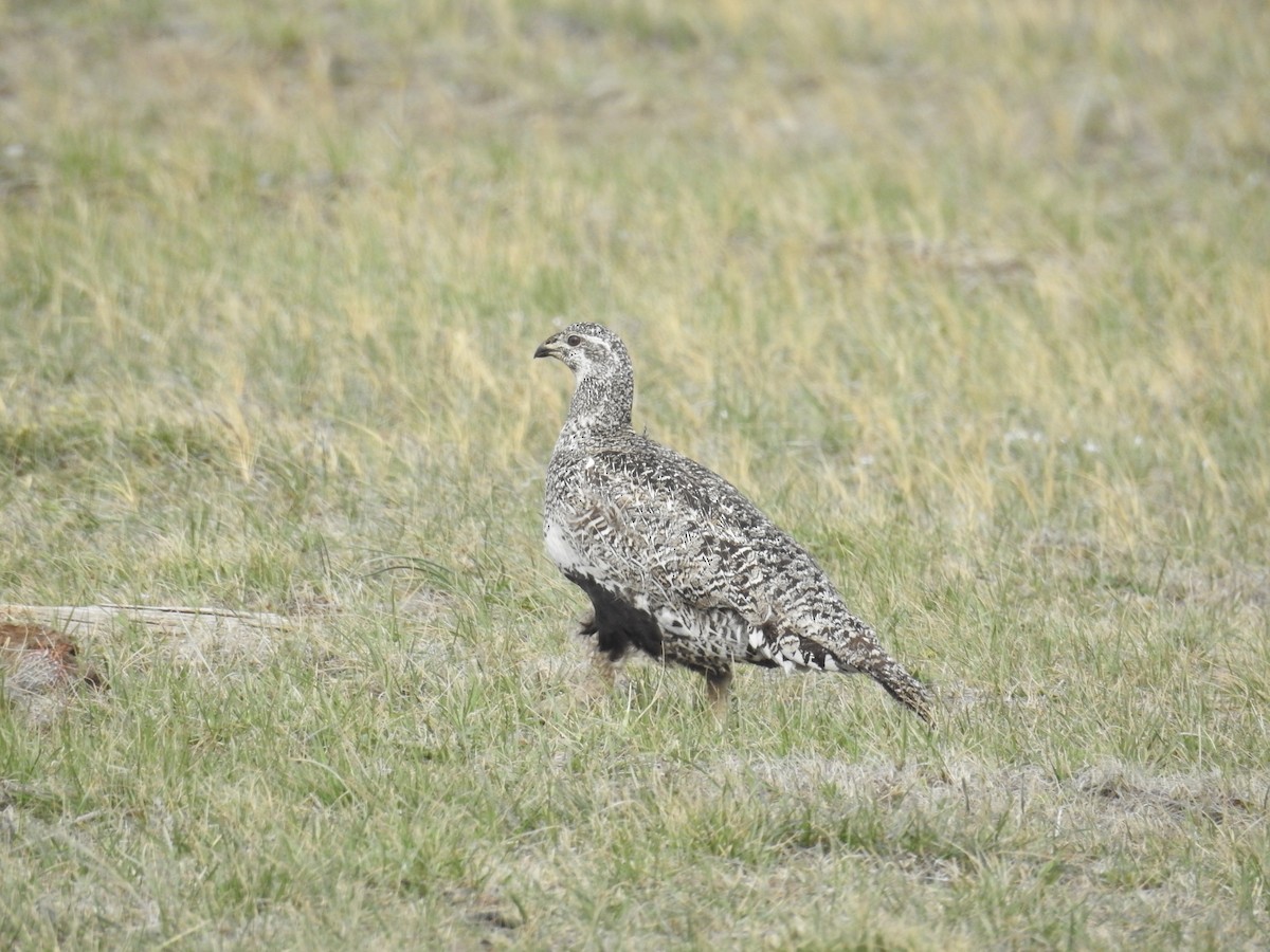 Greater Sage-Grouse - ML459957971