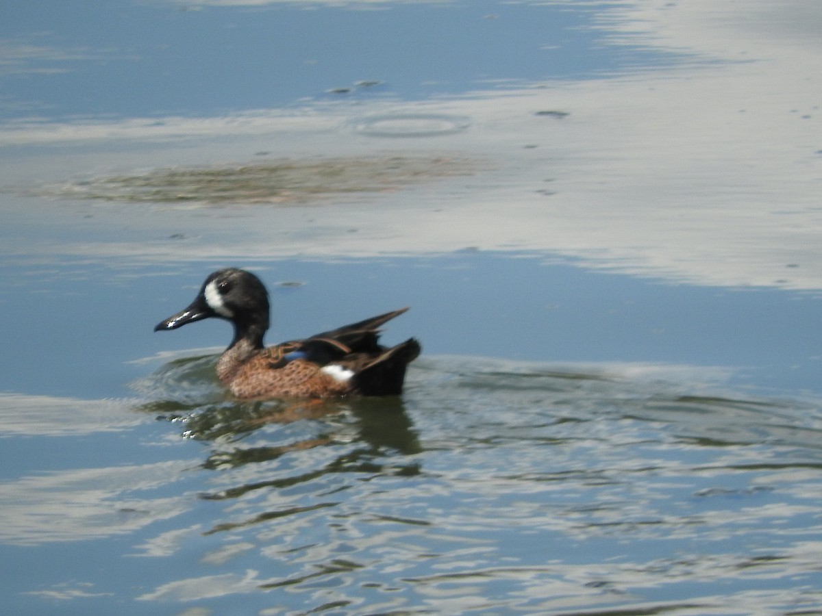Blue-winged Teal - ML459961281