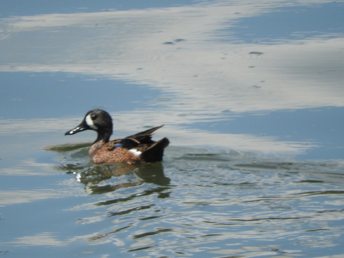 Blue-winged Teal - ML459961301