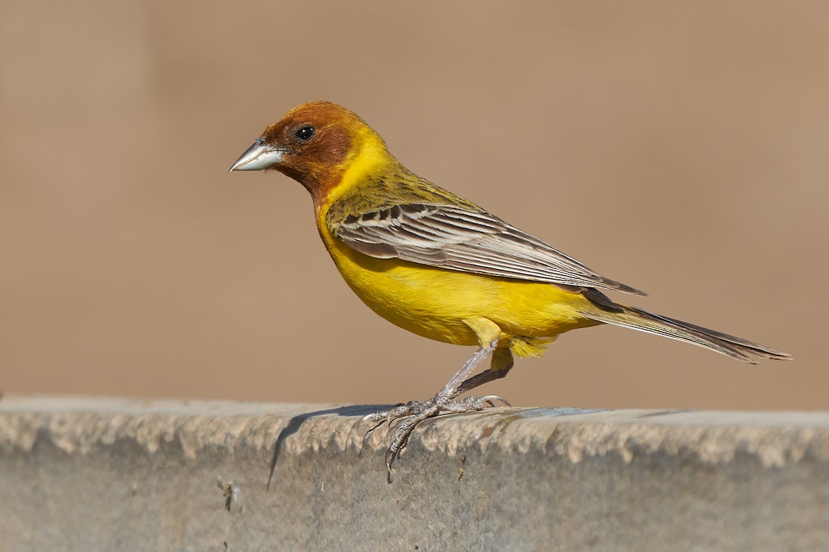Red-headed Bunting - Miguel Rouco