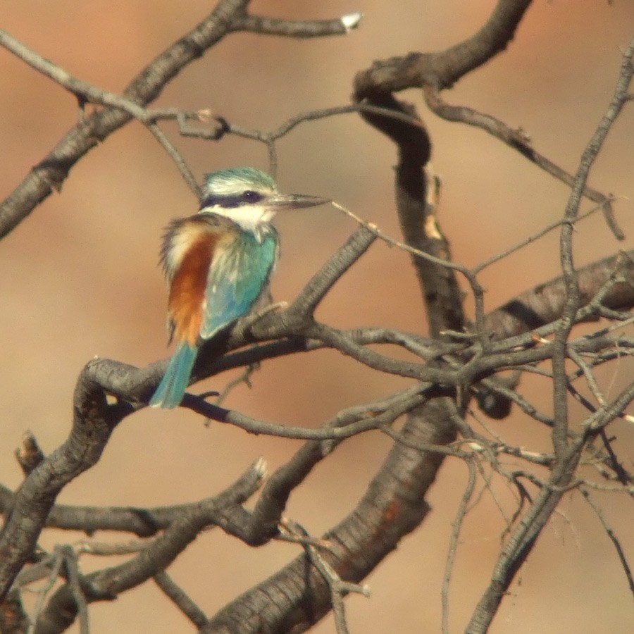 Red-backed Kingfisher - ML45996751