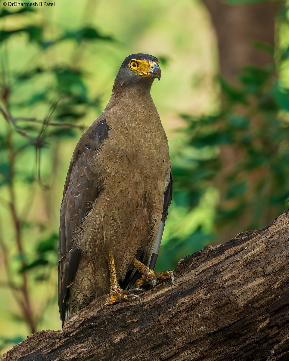Crested Serpent-Eagle - drdharmesh patel