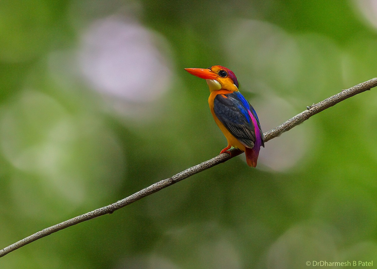 Black-backed Dwarf-Kingfisher - drdharmesh patel