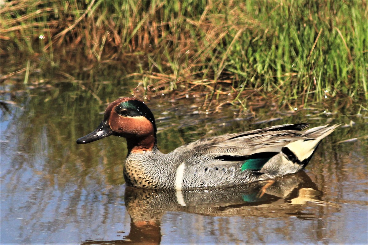 Green-winged Teal - ML459969501